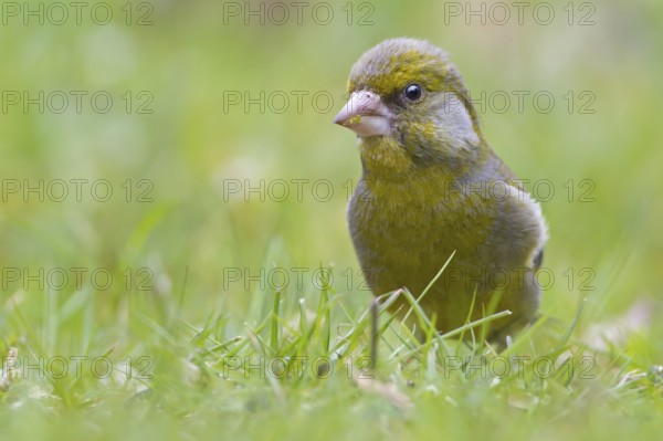European Greenfinch (Chloris chloris), Saxony-Anhalt, Germany
