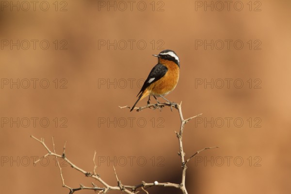 Moussier's Redstart (Phoenicurus moussieri) male, Morocco
