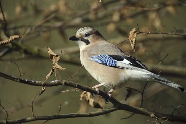 Eurasian Jay (Garrulus glandarius), Lower Saxony, Germany
