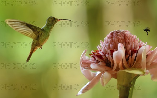 Naturfotografie Sylvia & Olaf Rentzsch