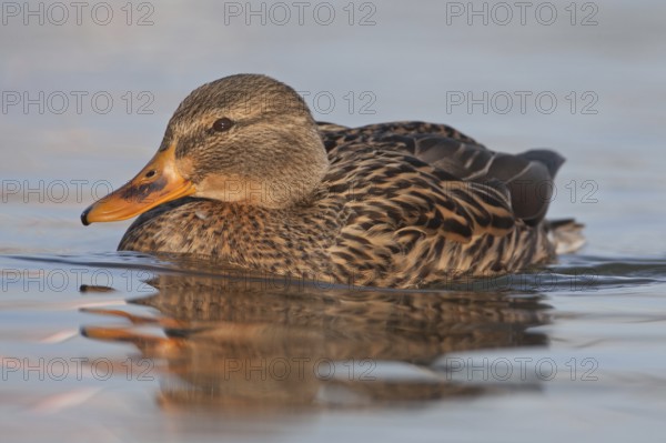 Mallard (Anas platyrhynchos) female, Baden-Wuerttemberg, Germany