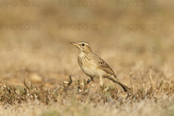 Richard's Pipit (Anthus richardi), Kaeng Krachan, Thailand
