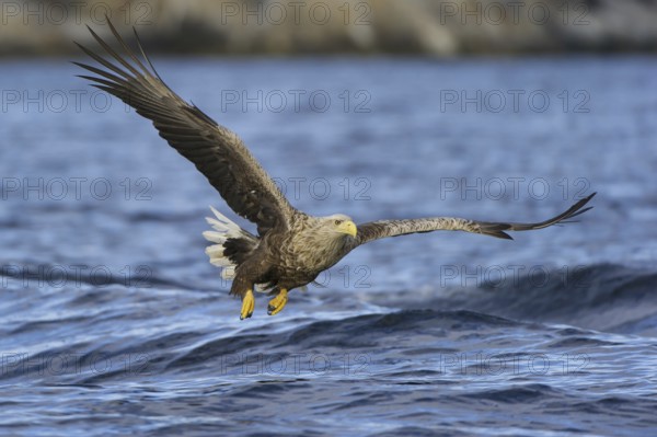 White-tailed Eagle (Haliaeetus albicilla) flying, Nord-Trondelag, Norway