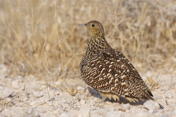 Namaqua Sandgrouse (Pterocles namaqua), Oshikoto, Namibia