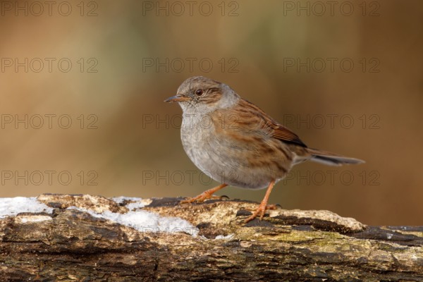 Dunnock (Prunella modularis), Utrecht, Netherlands