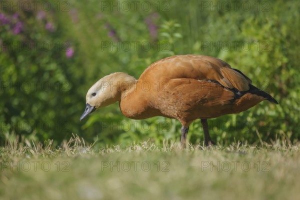 Rostgans, Tadorna ferruginea Ruddy Shelduck, Tadorna ferruginea