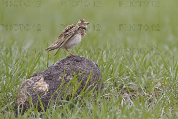 Bimaculated Lark (Melanocorypha bimaculata), Nigde, Turkey