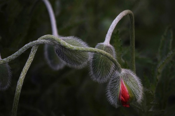 Mysterious poppies, spring, Germany