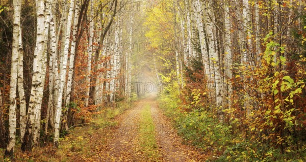 Hiking trail through birch forest in the Harz Mountains, Eckertal, Bad Harzburg, Lower Saxony, Germany
