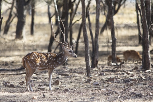 Axis deer or chital (Axis axis) in the dry forest, Ranthambore National Park, Rajasthan, India