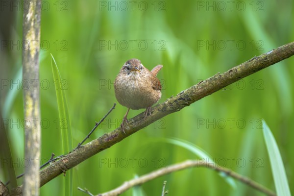 A wren (Troglodytes troglodytes) sitting on a branch, animal photo, bird, bird species, nature photo, wildlife, fauna, Steinhuder Meer, Mardorf, Neustadt am Rübenberge, Hanover Region, Lower Saxony, Germany