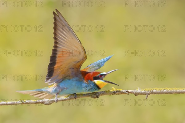 Bee-eater (Merops apiaster), excited adult bird sitting on a branch, wildlife, mating, migratory bird, raptor, animals, birds, Lake Neusiedl National Park, Seewinkel, Burgenland, Austria