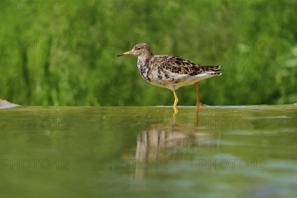 A bird stands in the water with its reflection visible, surrounded by green background, ruff (Calidris pugnax), female, spring, France