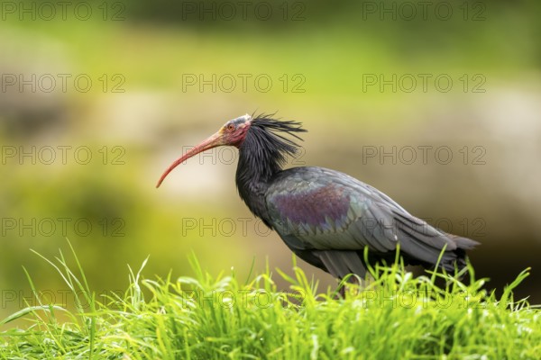Northern bald ibis (Geronticus eremita) sitting on a meadow, Bavaria, Germany
