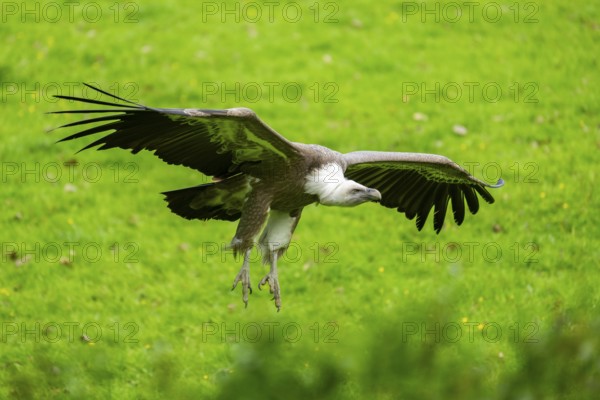 Eurasian griffon vulture (Gyps fulvus) flying over a meadow, Bavaria, Germany
