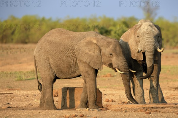 African elephant (Loxodonta africana), adult, two, drinking, waterhole, Kruger, Kruger National Park, South Africa