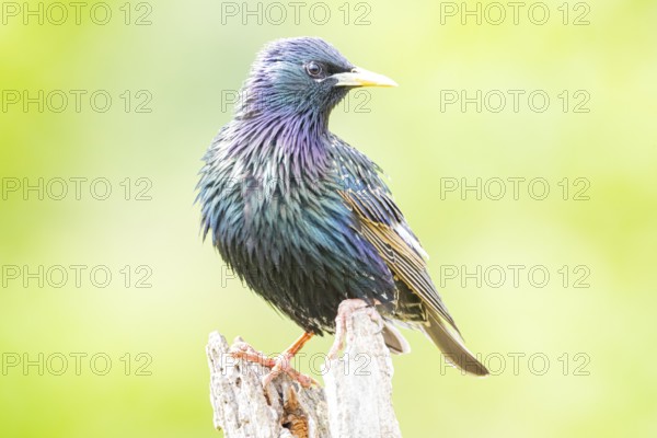 Starling (Sturnus vulgaris) Germany