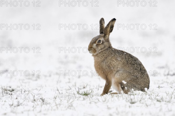 In the snow... European hare (Lepus europaeus) in winter, sitting in a field on the Lower Rhine during snowfall, wildlife, North Rhine-Westphalia, Germany, Western Europe