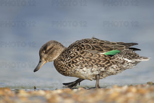 Foraging for food... Teal (Anas crecca), female on the shore of a mussel bank on the North Sea, detailed lateral full-body image, native nature, North Holland, Netherlands, Western Europe