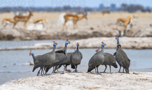 Helmeted guinea fowl (Numida meleagris), group at the waterhole, Nxai Pan National Park, Botswana