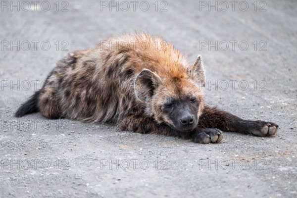 Spotted hyena (Crocuta crocuta), adult, lying on the road, Kruger National Park, South Africa
