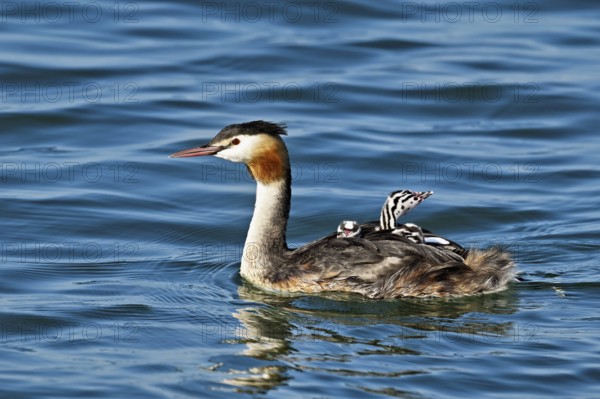 Great Crested Grebe (Podiceps Scalloped ribbonfish), with three chicks in plumage swimming in the water, Lake Zug, Canton Zug, Switzerland