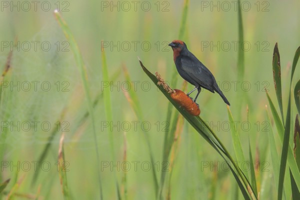 Chestnut-capped Blackbird (Chrysomus ruficapillus) perched on a cat-tail in the Atlantic rainforest of southeast Brazil