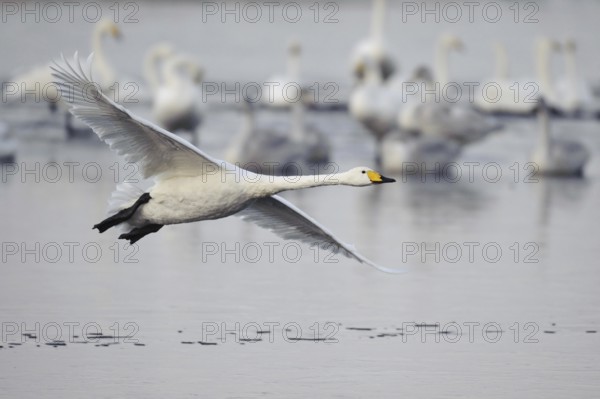 Whooper Swan (Cygnus cygnus) flying, Lower Saxony, Germany