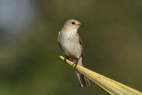 Spotted Flycatcher (Muscicapa striata), Tsavo East National Park, Kenya
