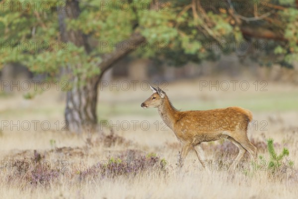 Rothirsch, Cervus elaphus Red Deer, Cervus elaphus