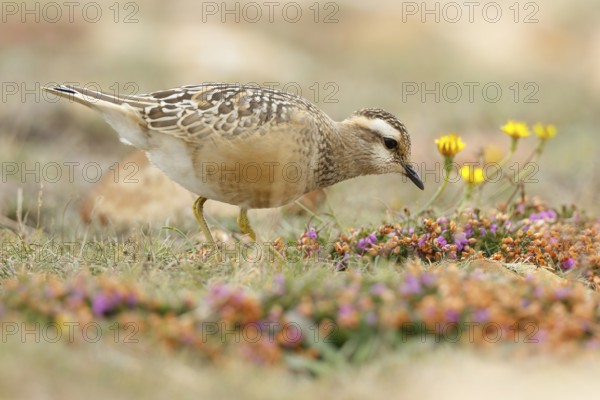 Eurasian Dotterel (Charadrius morinellus), Asturias, Spain