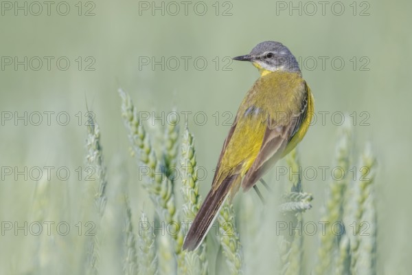 Schafstelze, Motacilla flava Blue-headed Wagtail, Motacilla flava