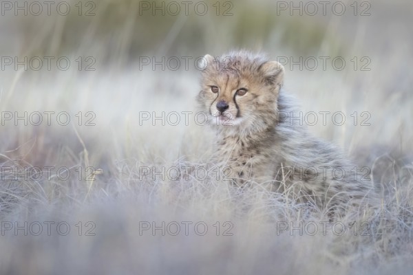 Cheetah (Acinonyx jubatus) lovely and cute cub close-up, Philippolis, South Africa