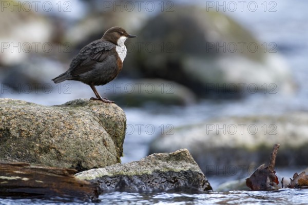 White-throated Dipper (Cinclus cinclus), Saxony-Anhalt, Germany
