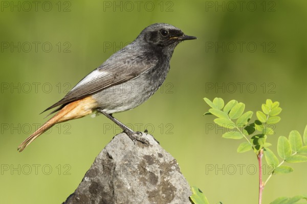 Black Redstart (Phoenicurus ochruros) male, St. Gallen, Switzerland