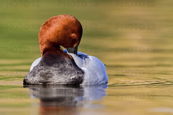 Common Pochard (Aythya ferina) male, Asturias, Spain