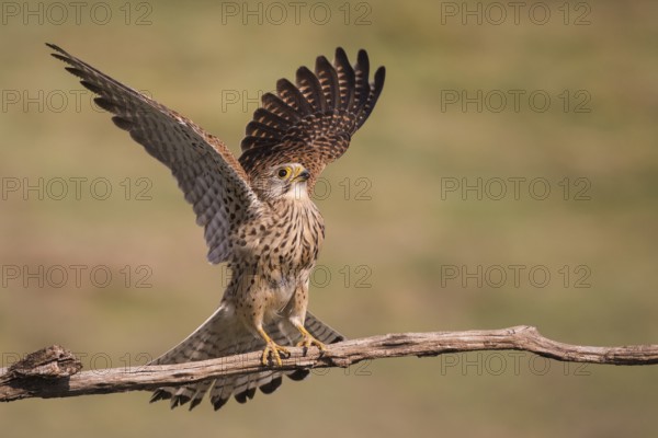 Common Kestrel (Falco tinnunculus) female perched on a branch, Subotica, Serbia