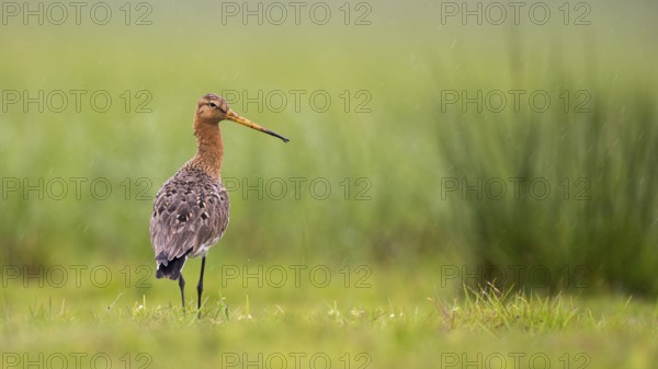 Black-tailed Godwit (Limosa limosa), Lower Saxony, Germany