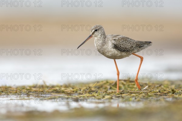 Spotted Redshank (Tringa erythropus) foraging, Poland