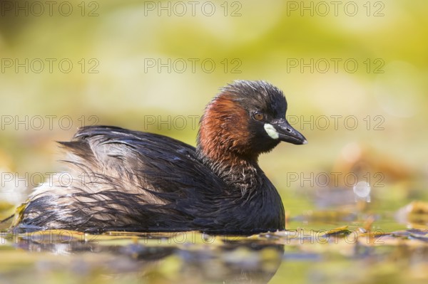 Little Grebe (Tachybaptus ruficollis), North Rhine-Westphalia, Germany