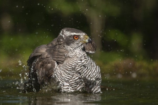 Northern Goshawk (Accipiter gentilis) bathing at a waterhole, Subotica, Serbia