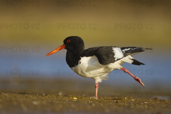 Eurasian Oystercatcher (Haematopus ostralegus) stretching one leg, North Rhine-Westphalia, Germany