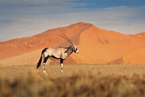 Gemsbok with orange sand dune evening sunset. Gemsbuck, Oryx gazella, large antelope in nature habitat, Sossusvlei, Namibia. Wild animals in the savannah. Animal with big straight antler horn