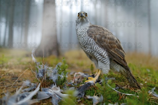 Bird of prey Goshawk with killed Eurasian Magpie on the grass in green forest. Wildlife scene from the forest. Animal behavior in Europe, Slovakia