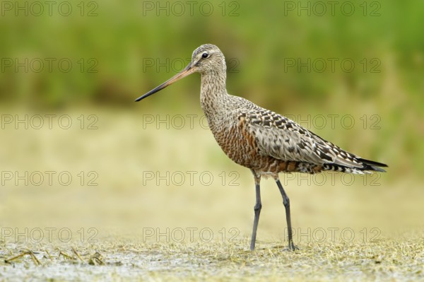 Hudsonian Godwit (Limosa haemastica), Texas, USA