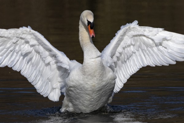 Mute Swan (Cygnus olor) spreading wings, Baden-Wuerttemberg, Germany