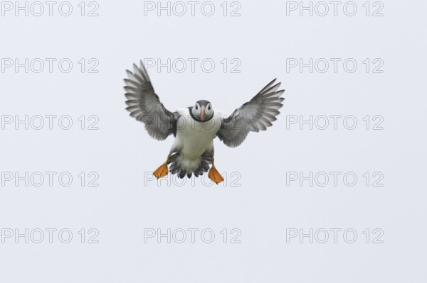 Atlantic Puffin (Fratercula arctica), Scotland, United Kingdom