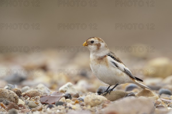 Snow Bunting (Plectrophenax nivalis), Schleswig-Holstein, Germany
