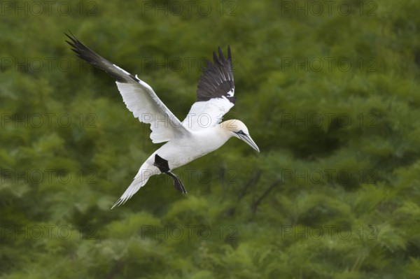Northern Gannet (Morus bassanus) flying, Quebec, Canada