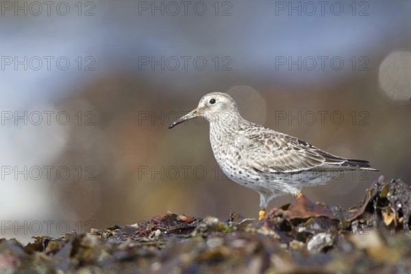 Purple Sandpiper (Calidris maritima), Myvatn, Iceland